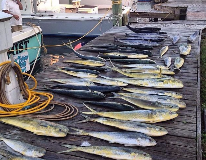 Three fish caught by anglers fishing in Morehead City