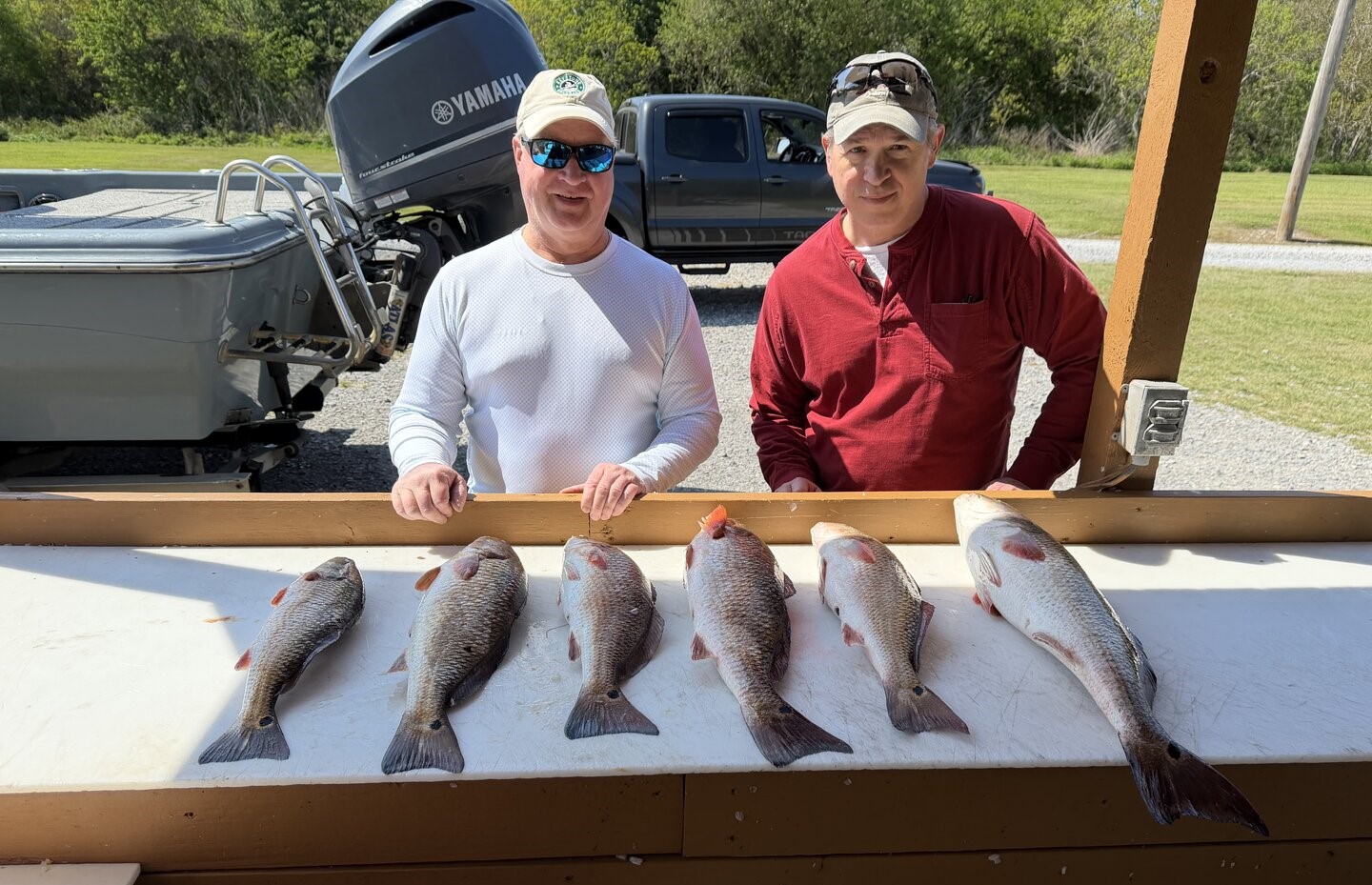 Six redfish displayed on cleaning table at Venice Louisiana fishing dock