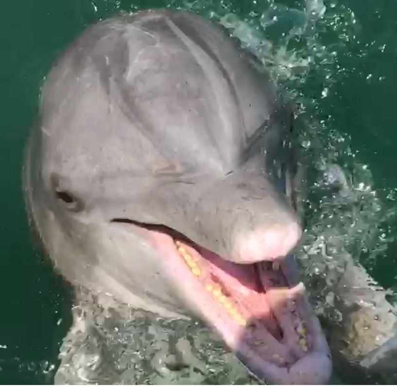 Port Aransas Dolphin Tours 