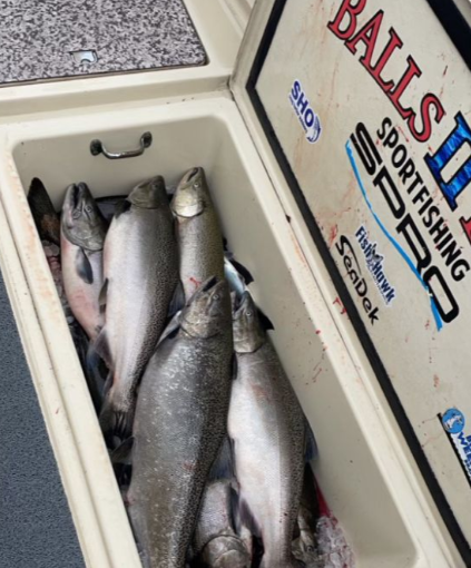 Three bluefish caught on cruises and fishing trip in MI