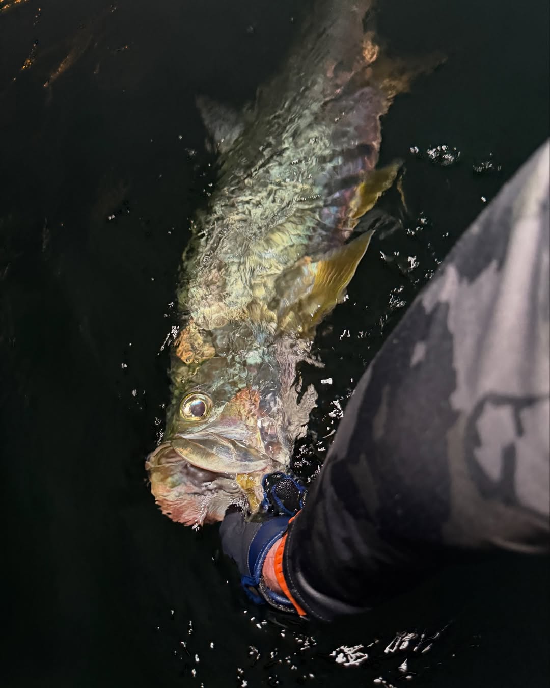 Fishing in FL