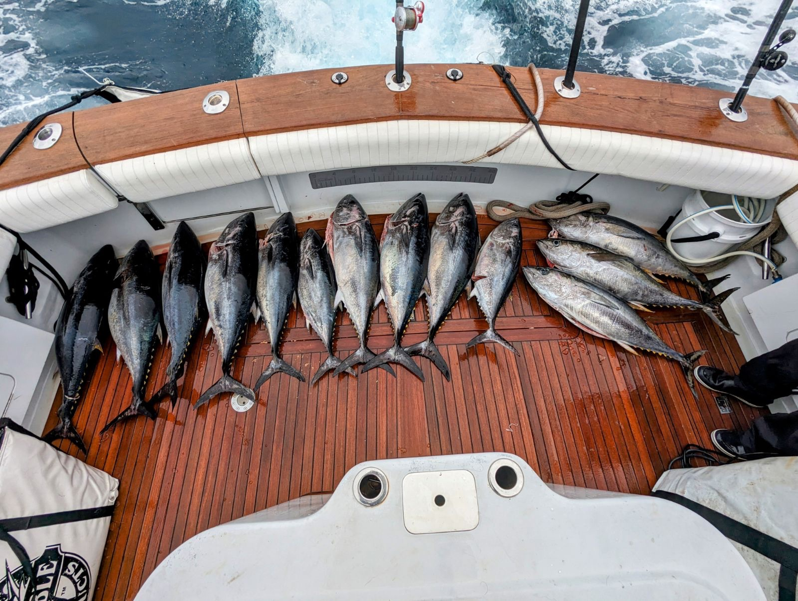 11 king mackerel, blackfin tuna, and atlantic bonito caught fishing in san diego