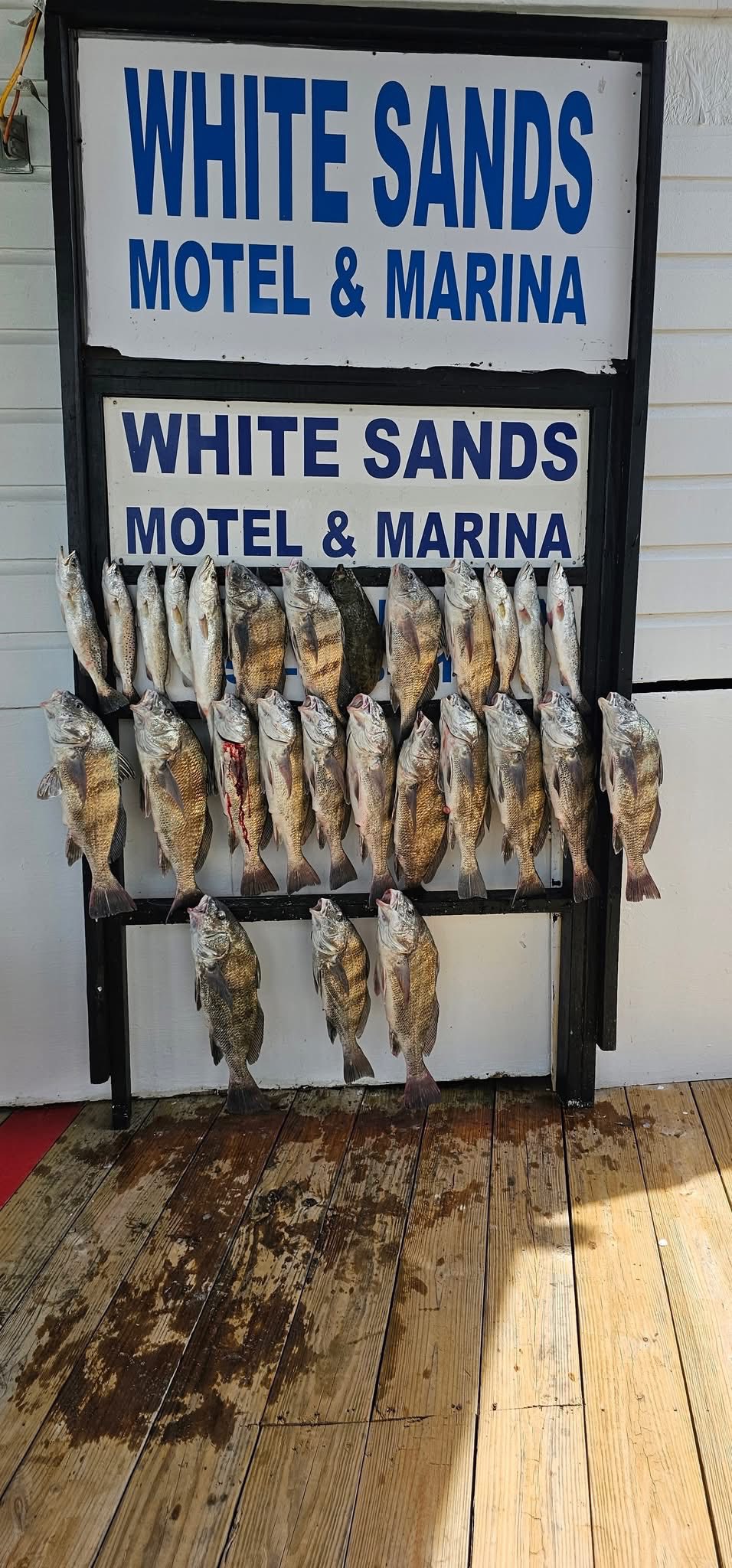 Black drum fishing catch displayed on cleaning station at White Sands Motel & Marina in South Padre Island TX