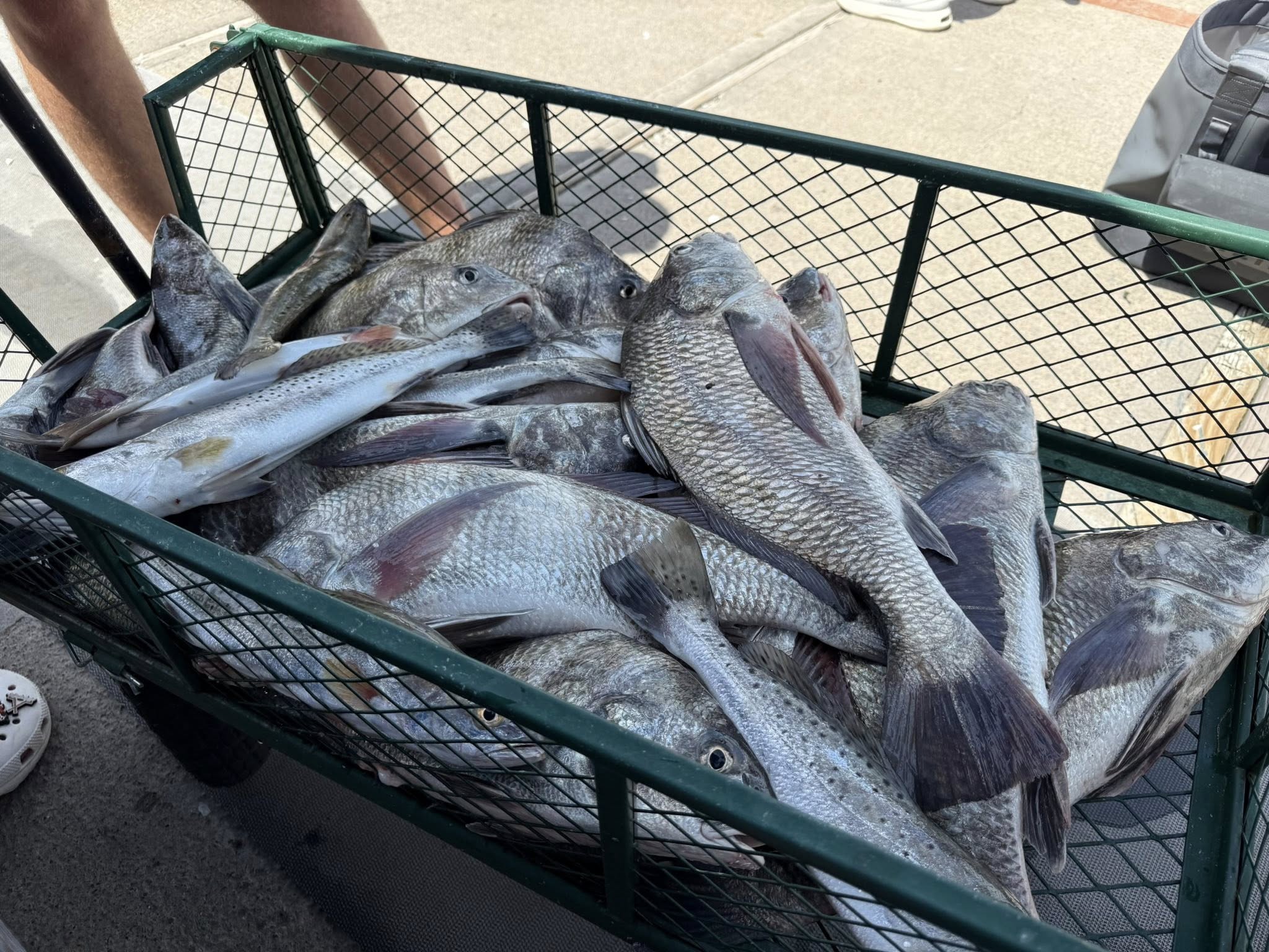 Fresh catch of Black Drum and Speckled Trout in wire basket from South Padre Island TX fishing trip