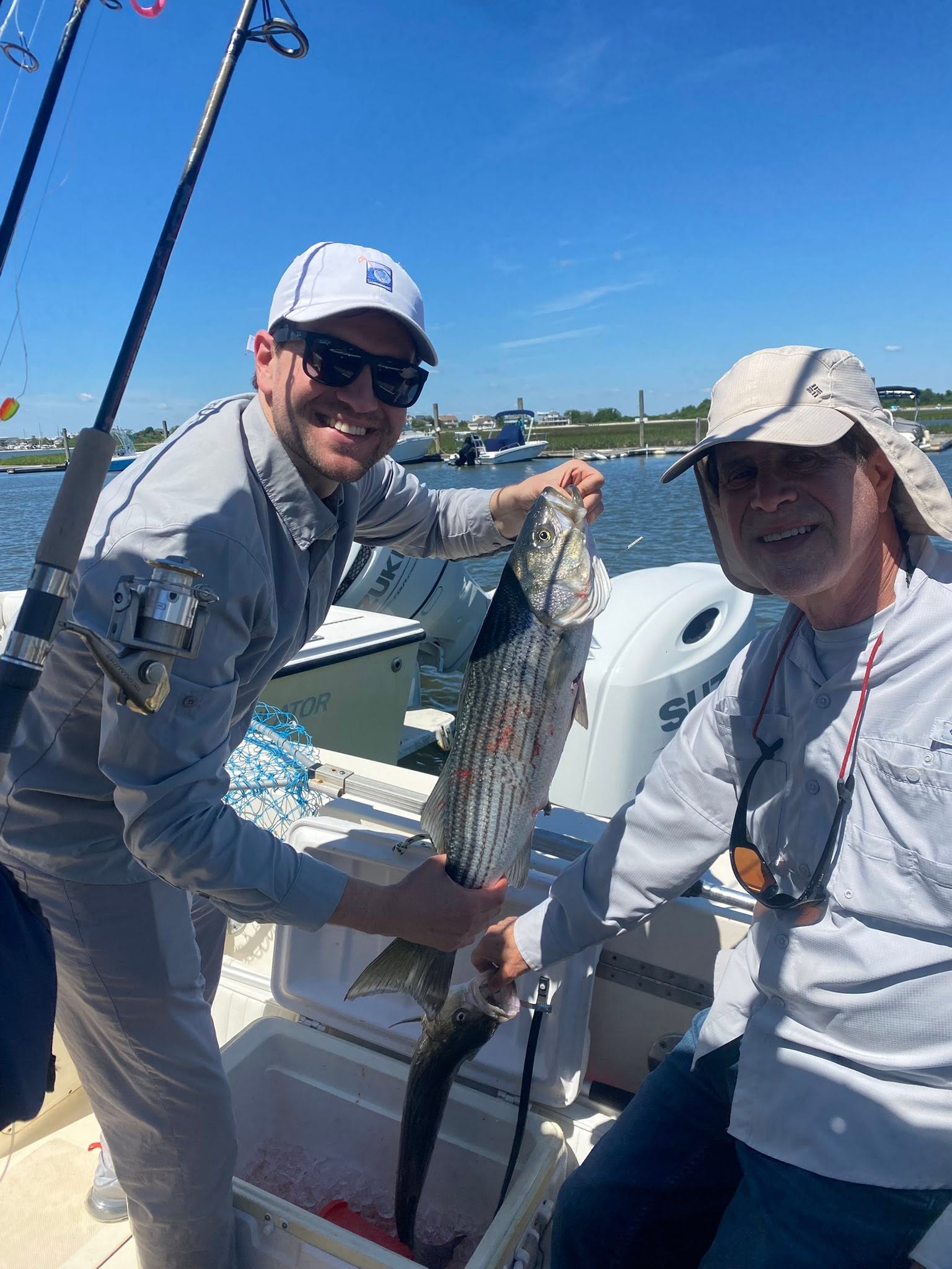 Striped bass catch displayed on fishing boat in Barnegat Light NJ waters