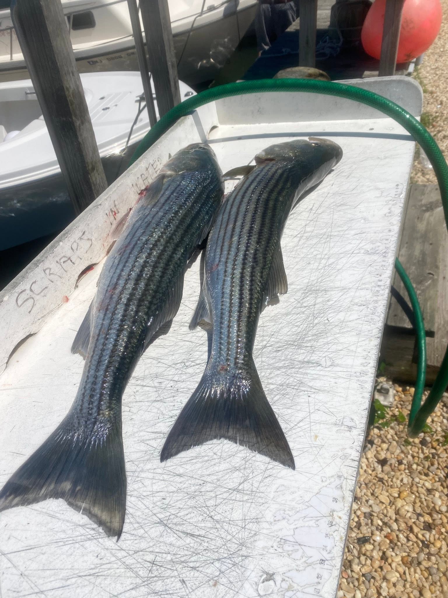 Two striped bass caught fishing in Barnegat Light NJ displayed on boat cutting board