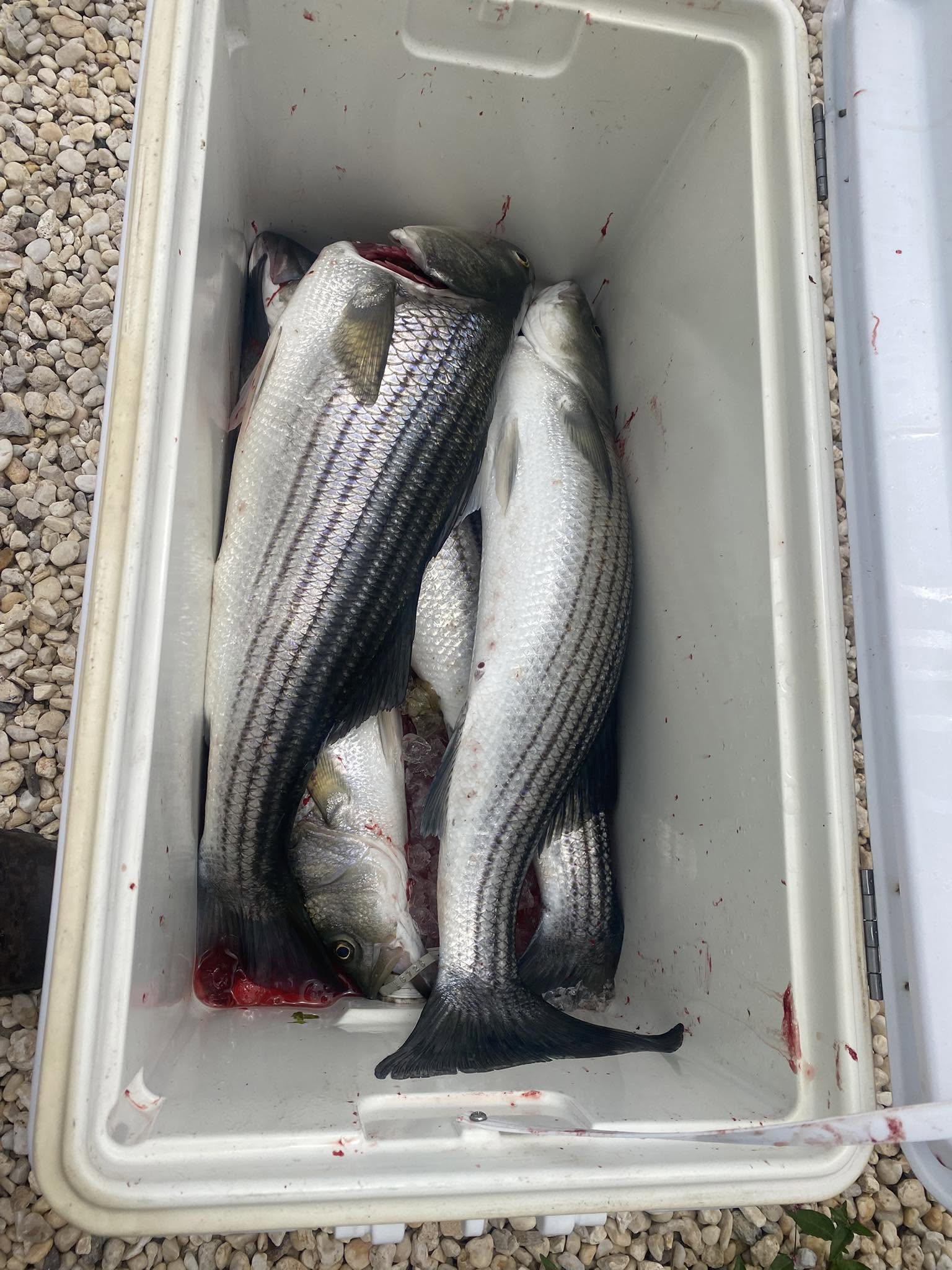 Fresh caught striped bass in cooler from Barnegat Light NJ fishing trip