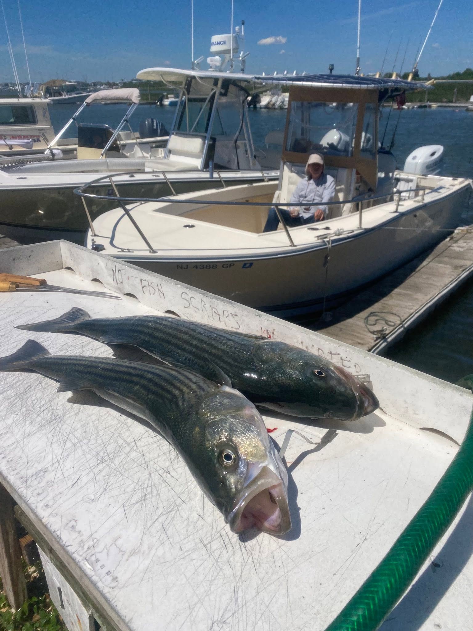 Two striped bass caught fishing in Barnegat Light NJ displayed on boat deck at marina