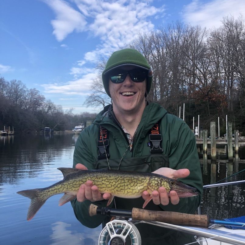 A lone chain pickerel fish caught in Maryland while fishing