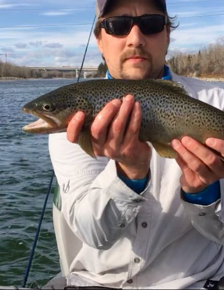 One rainbow trout caught in Calgary