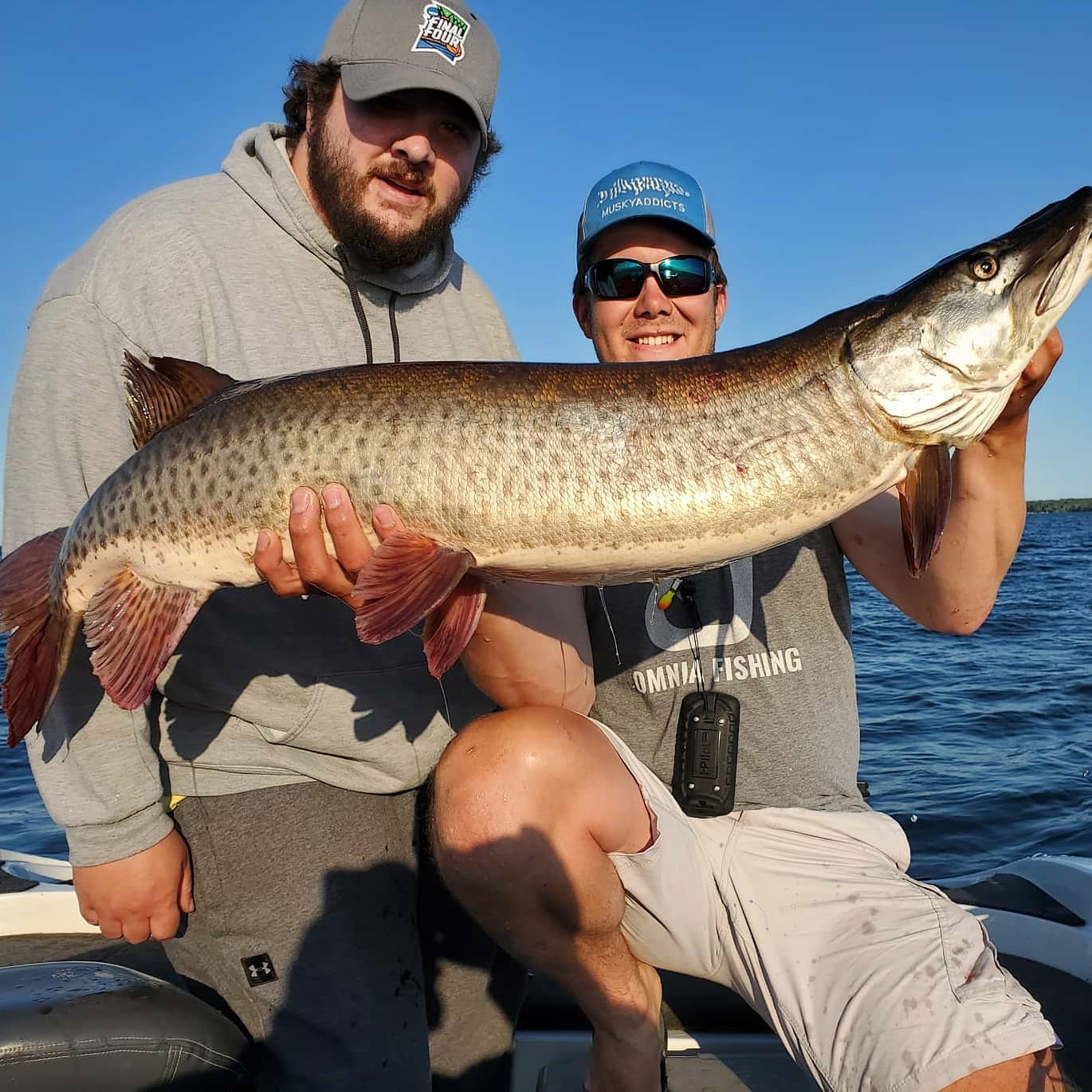 A muskellunge, a large freshwater fish, being caught by two anglers in Minnesota.