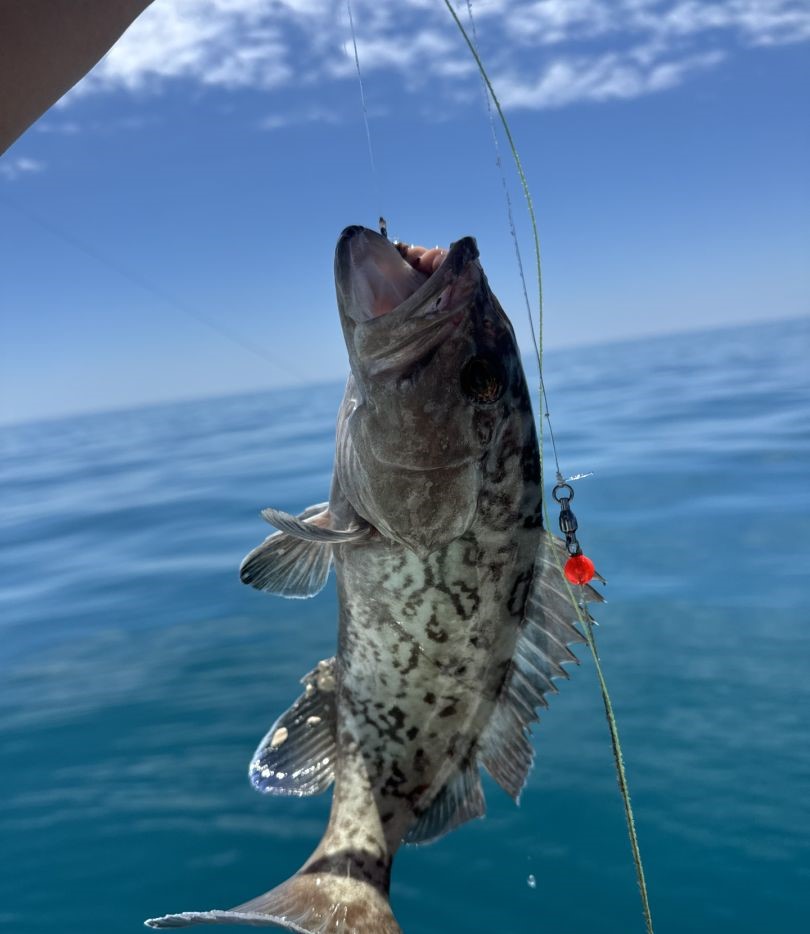 Gag grouper caught on fishing line in Sarasota FL waters