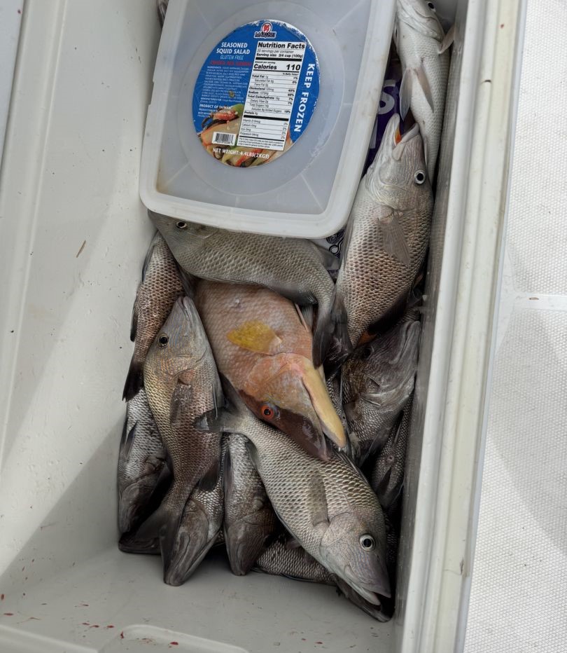 Fresh caught hogfish and white grunt in cooler from Sarasota FL fishing charter