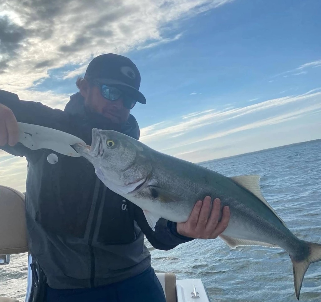 Bluefish caught in MA