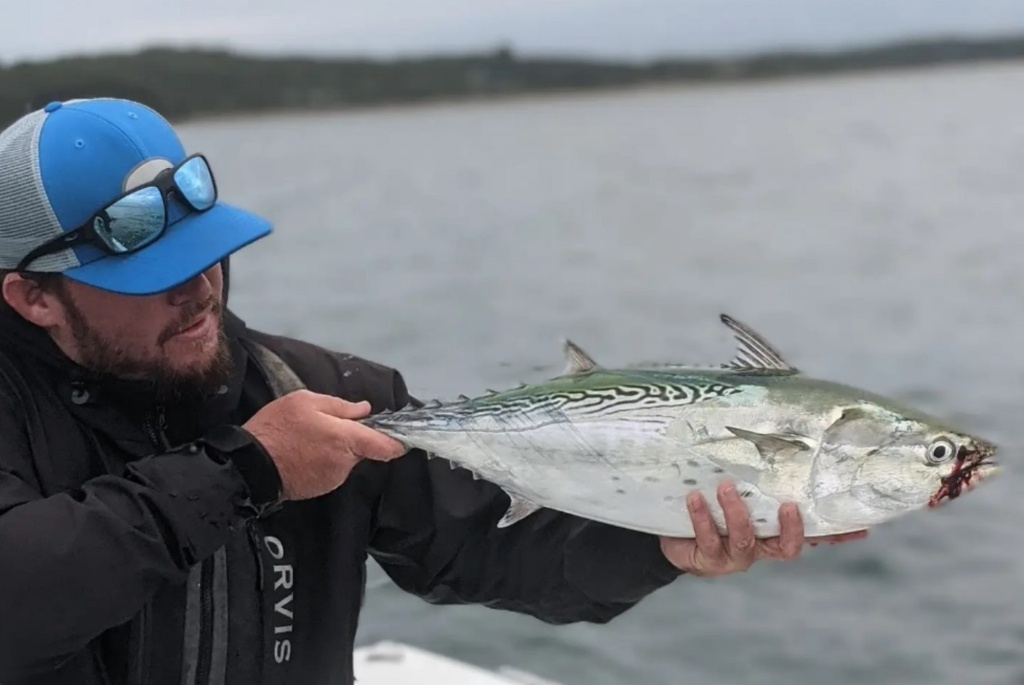 Angler holds a little tunny fishing in MA