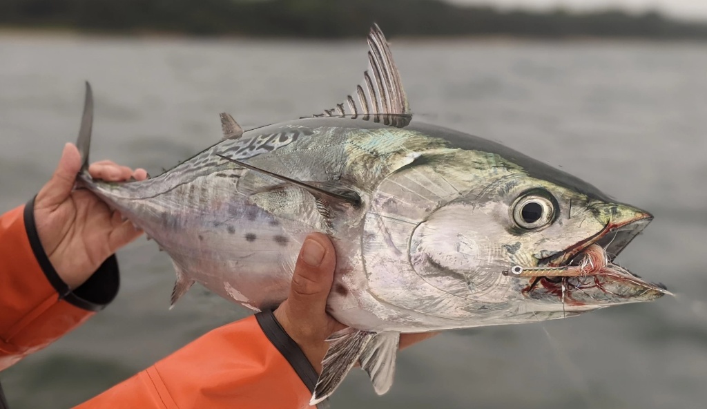 Little Tunny fish caught in Plymouth
