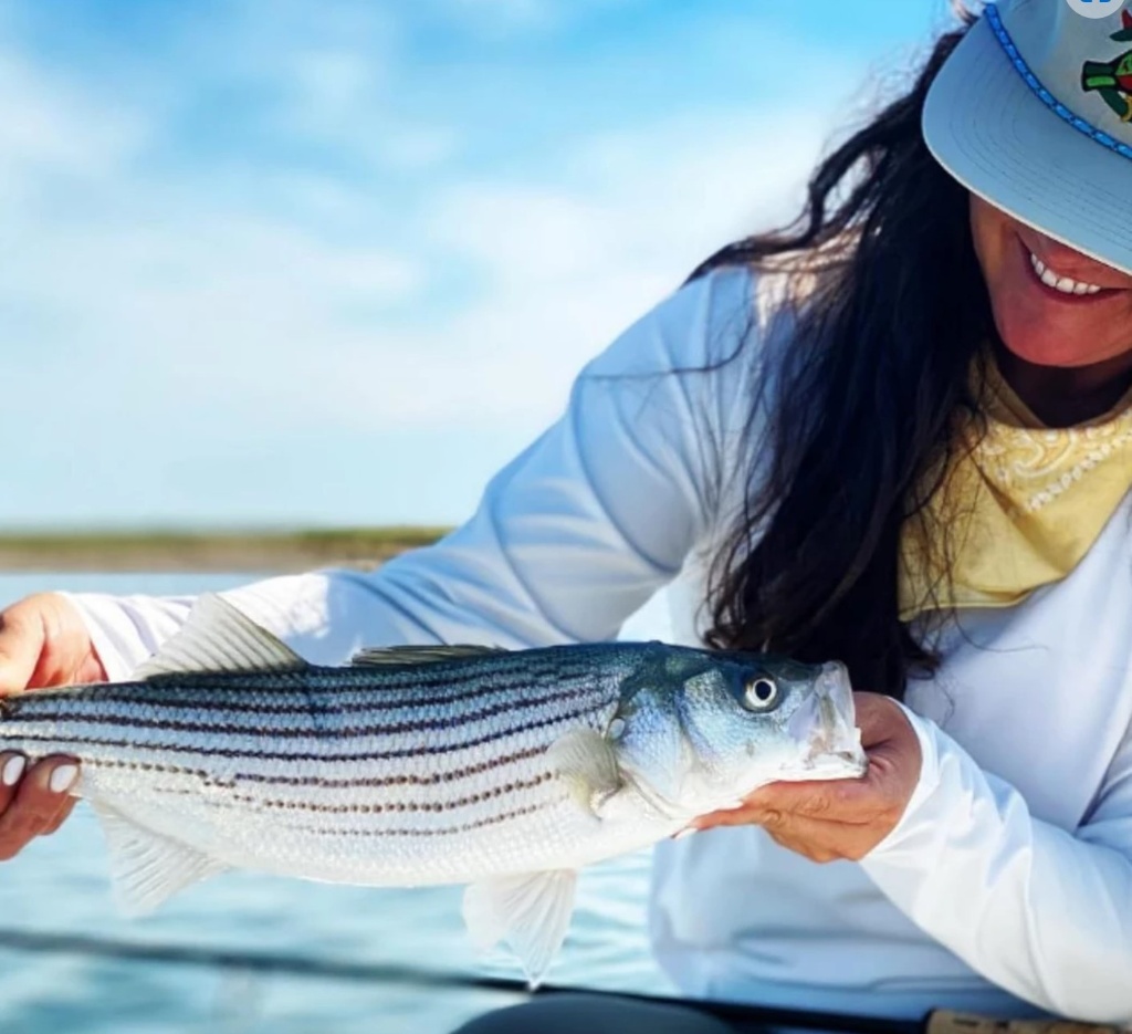 Striped bass caught in MA