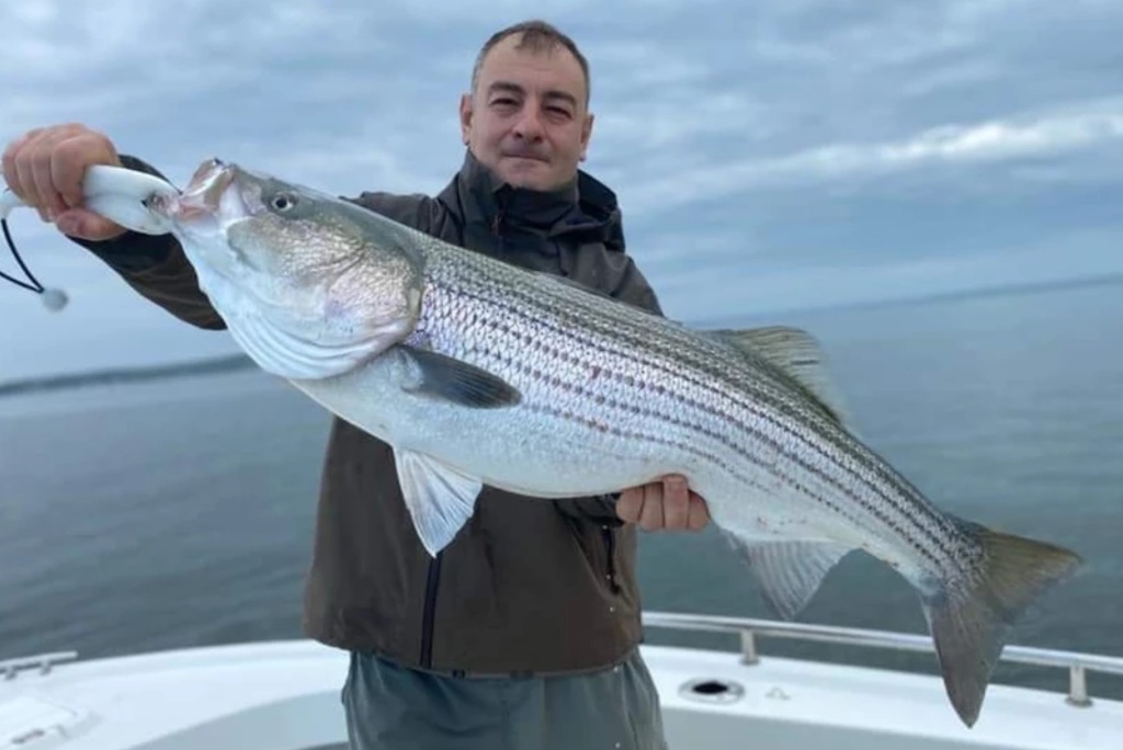 Striped bass caught in MA