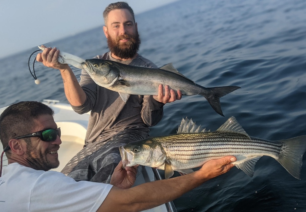 Two bluefish and striped bass, 26 inches long, caught in MA