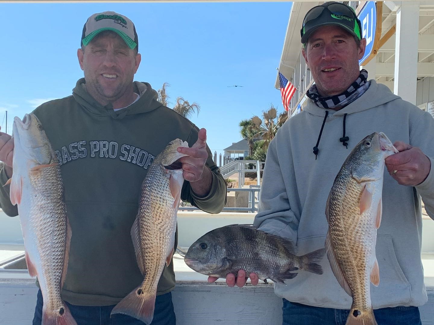 Four redfish, sheepshead, and redfish caught in Texas