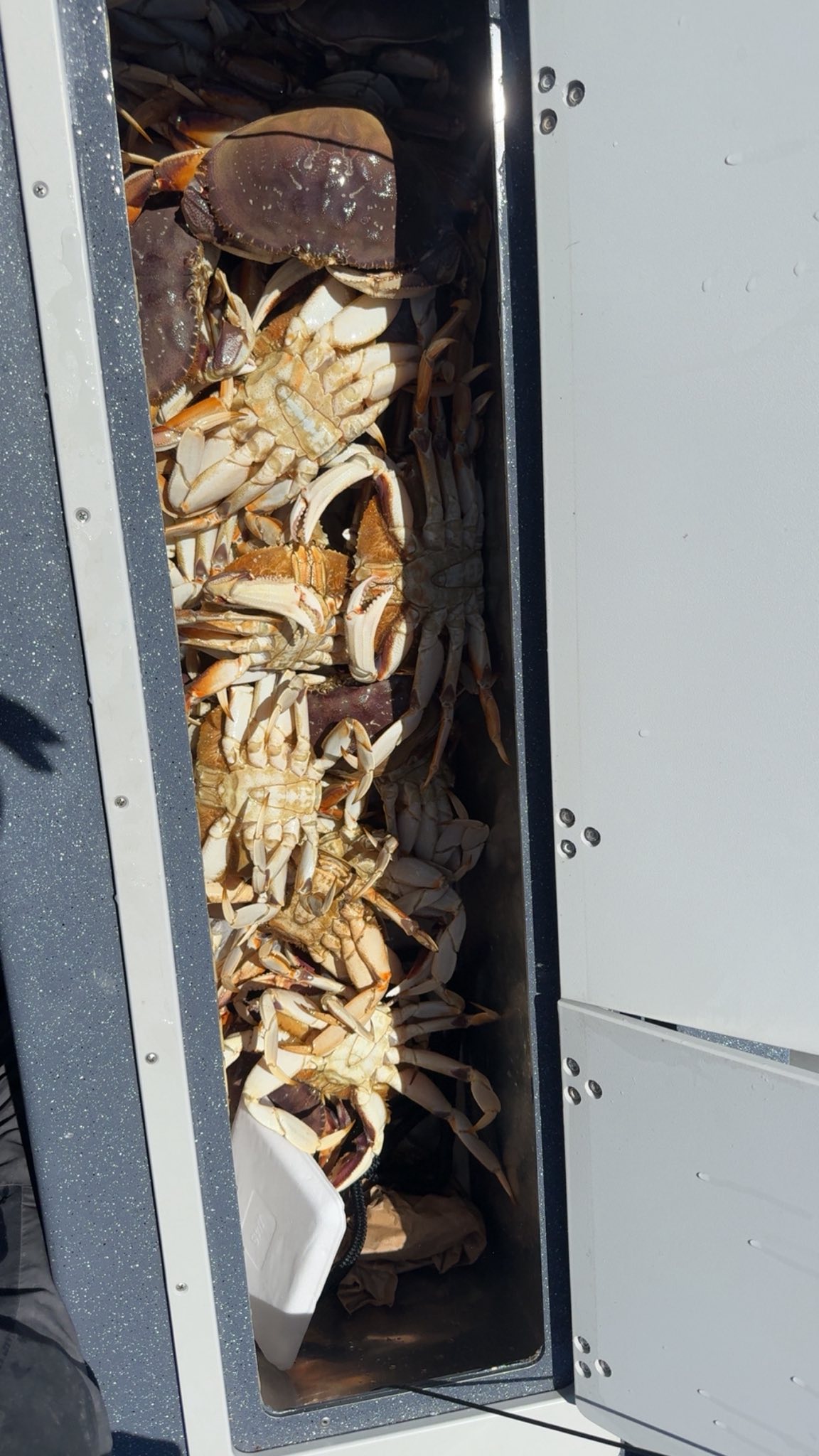 Fresh caught Dungeness crabs stored in boat compartment at Winchester Bay OR