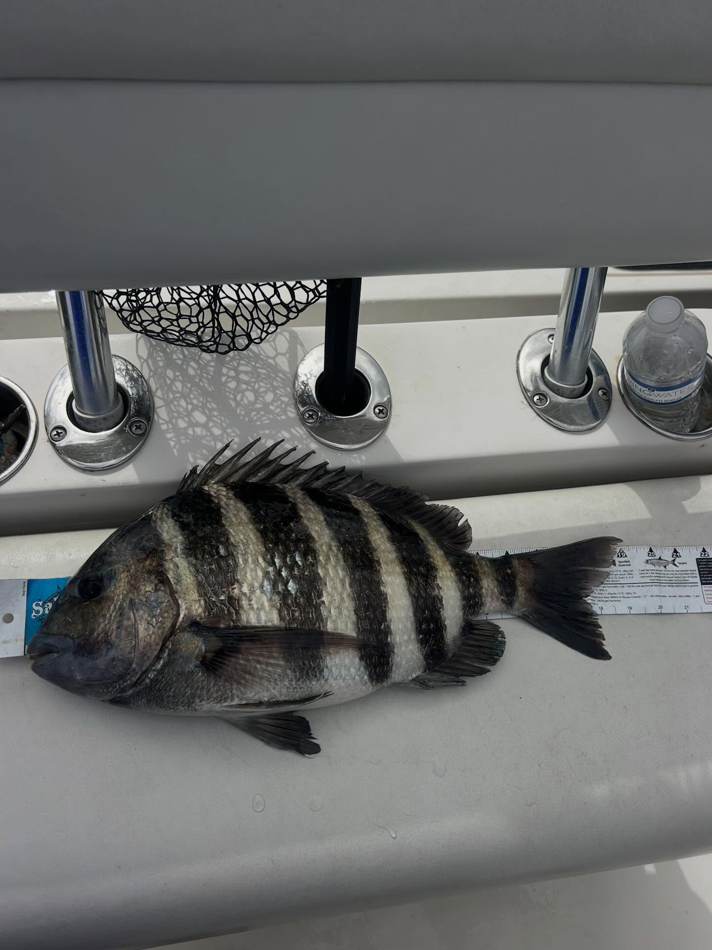 Fresh caught sheepshead fish on boat deck in Fort Myers FL