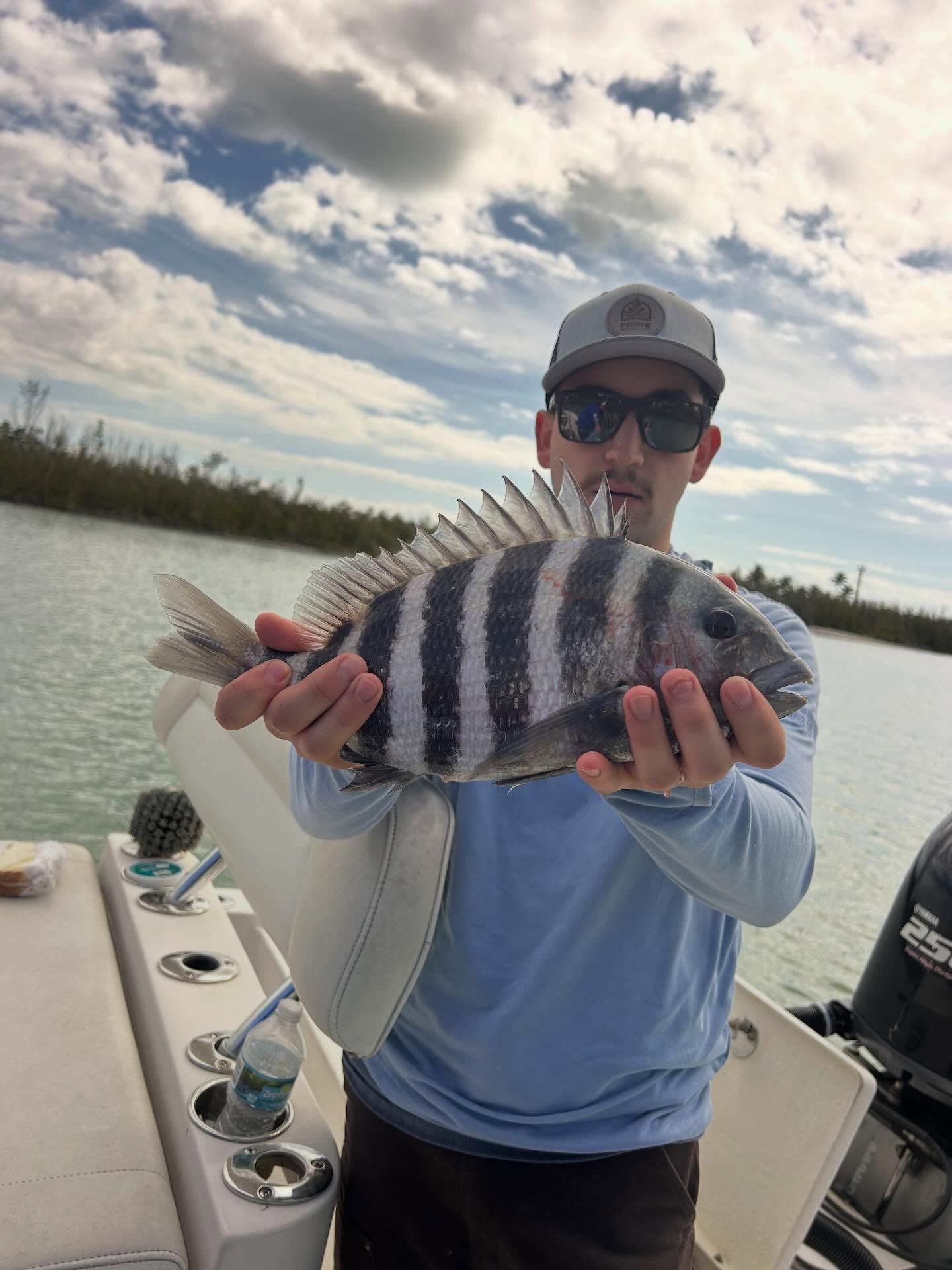 Sheepshead fish caught while fishing in Fort Myers FL