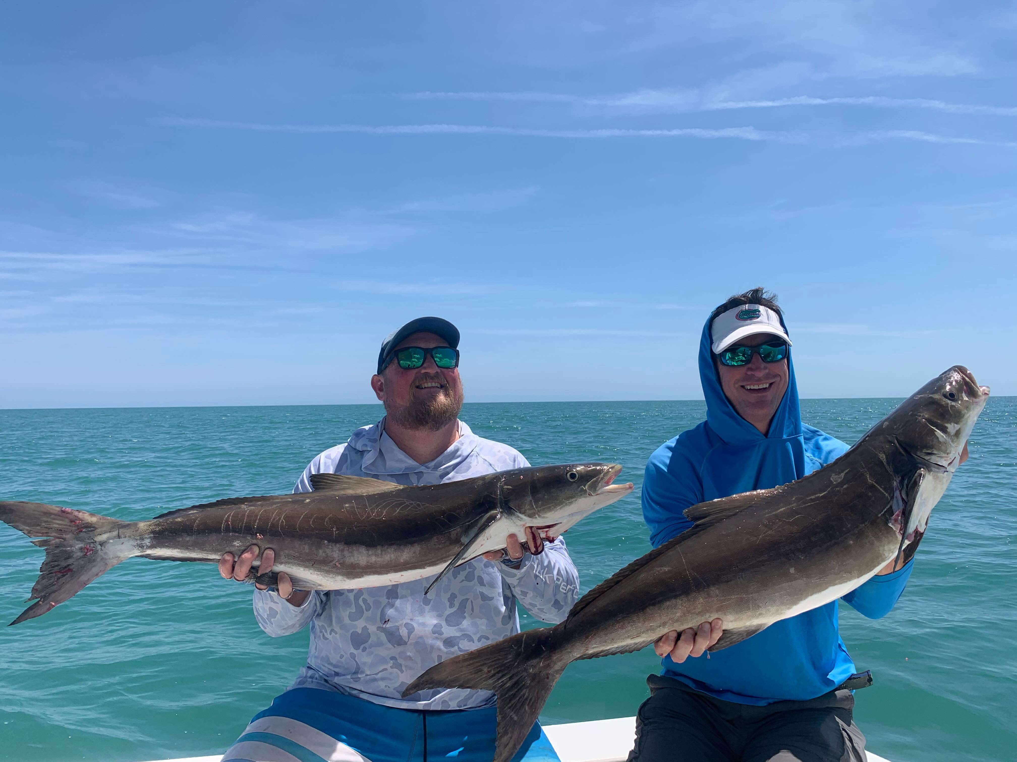Two large cobia fish caught during fishing charter in New Smyrna Beach FL