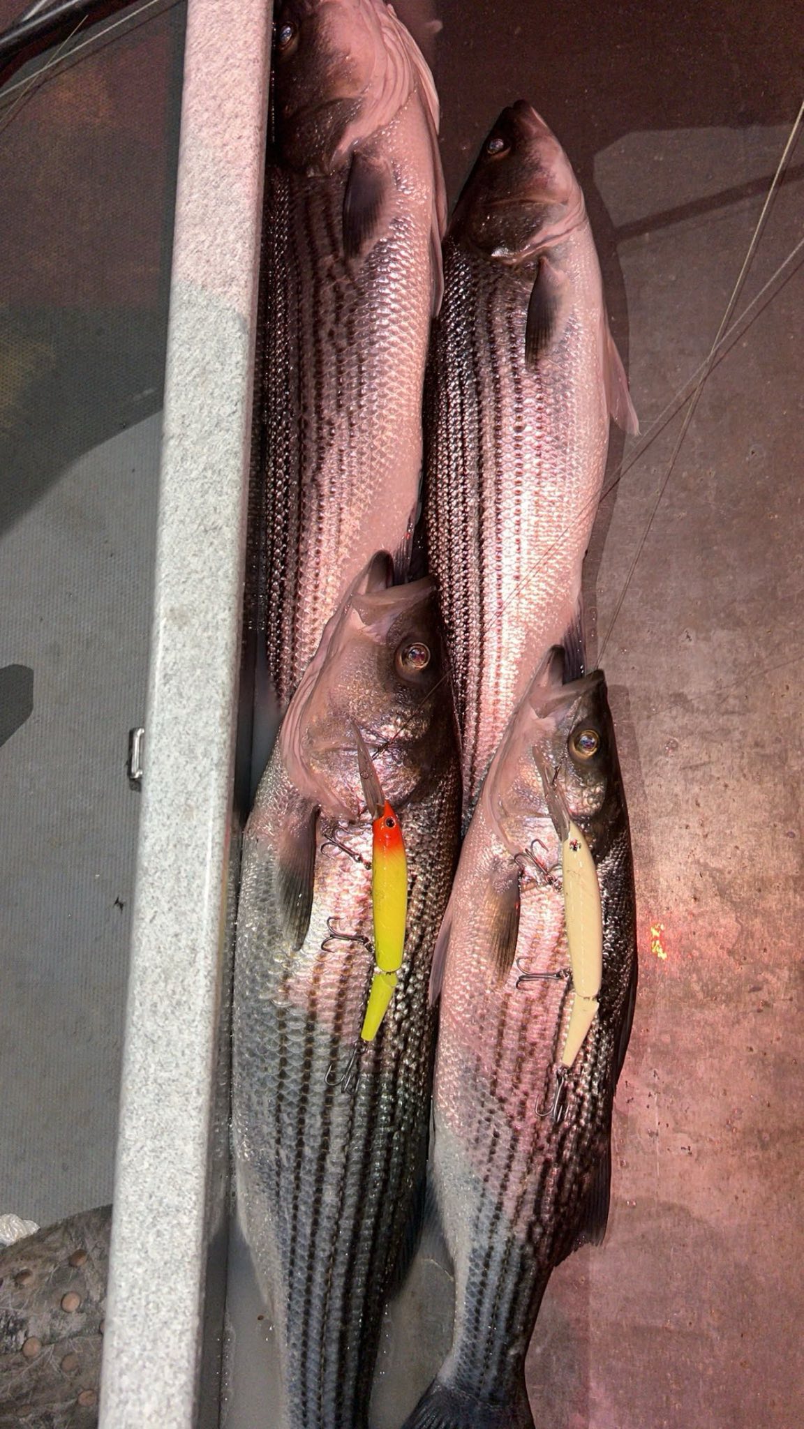 Four striped bass caught fishing in Arbuckle CA with fishing lures in cooler