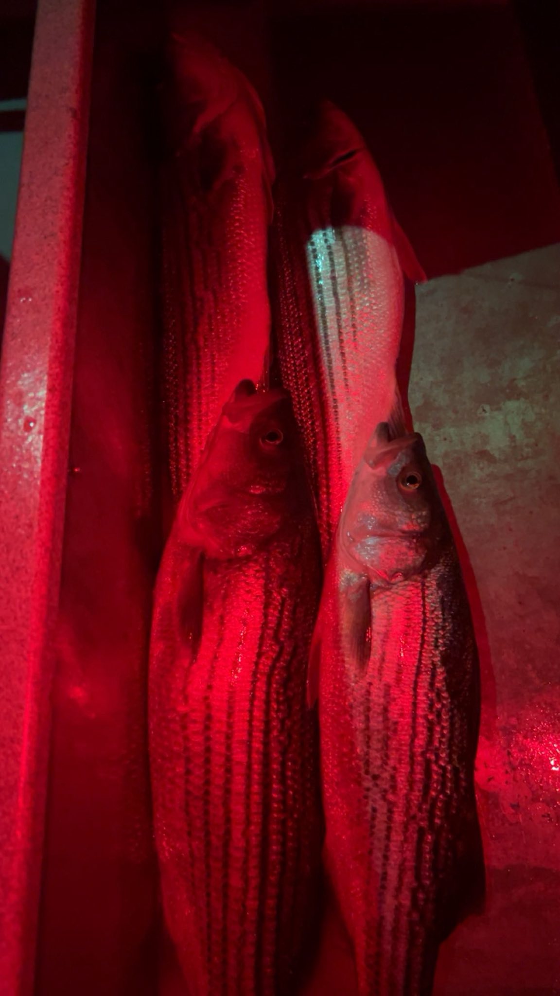 Fresh striped bass catch displayed under red light in Arbuckle CA