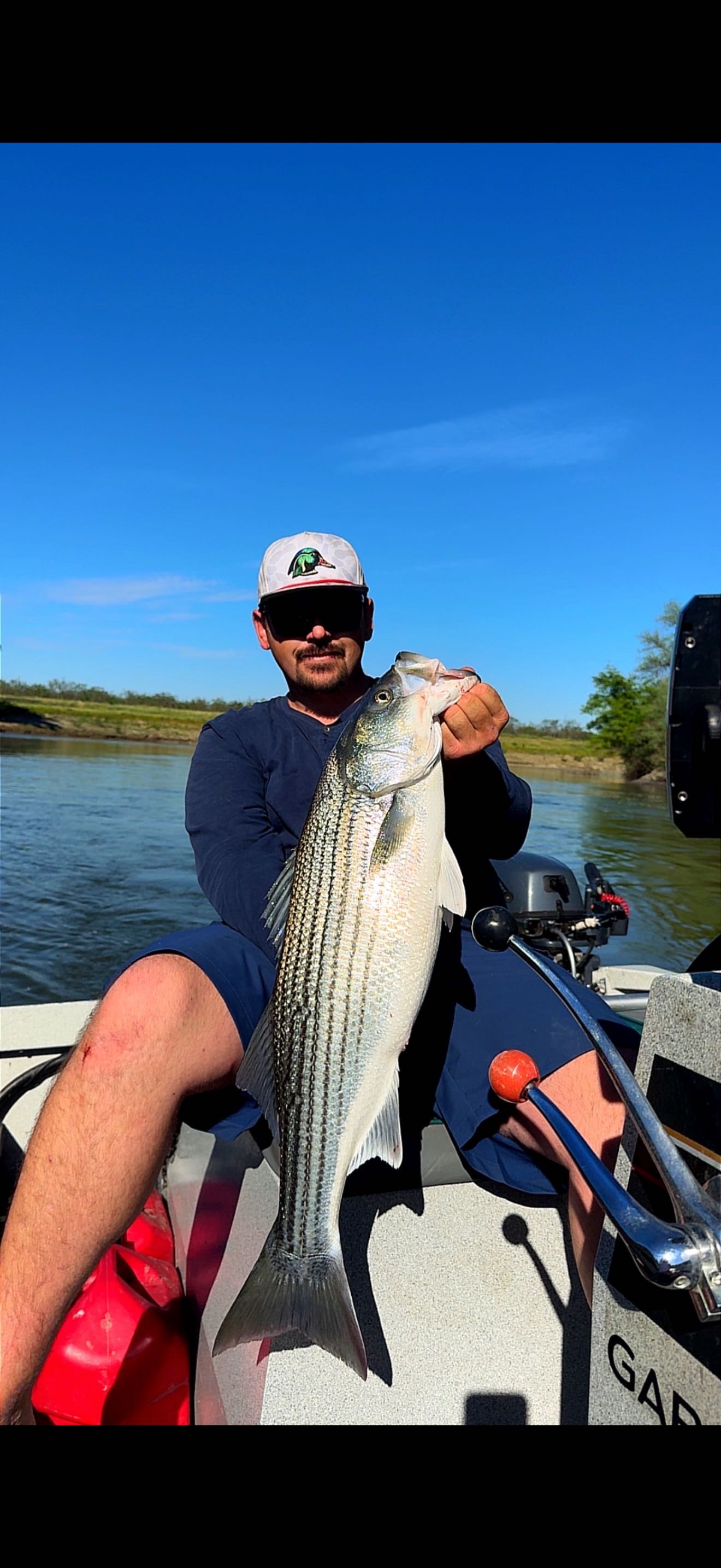 Striped bass caught fishing in Arbuckle CA