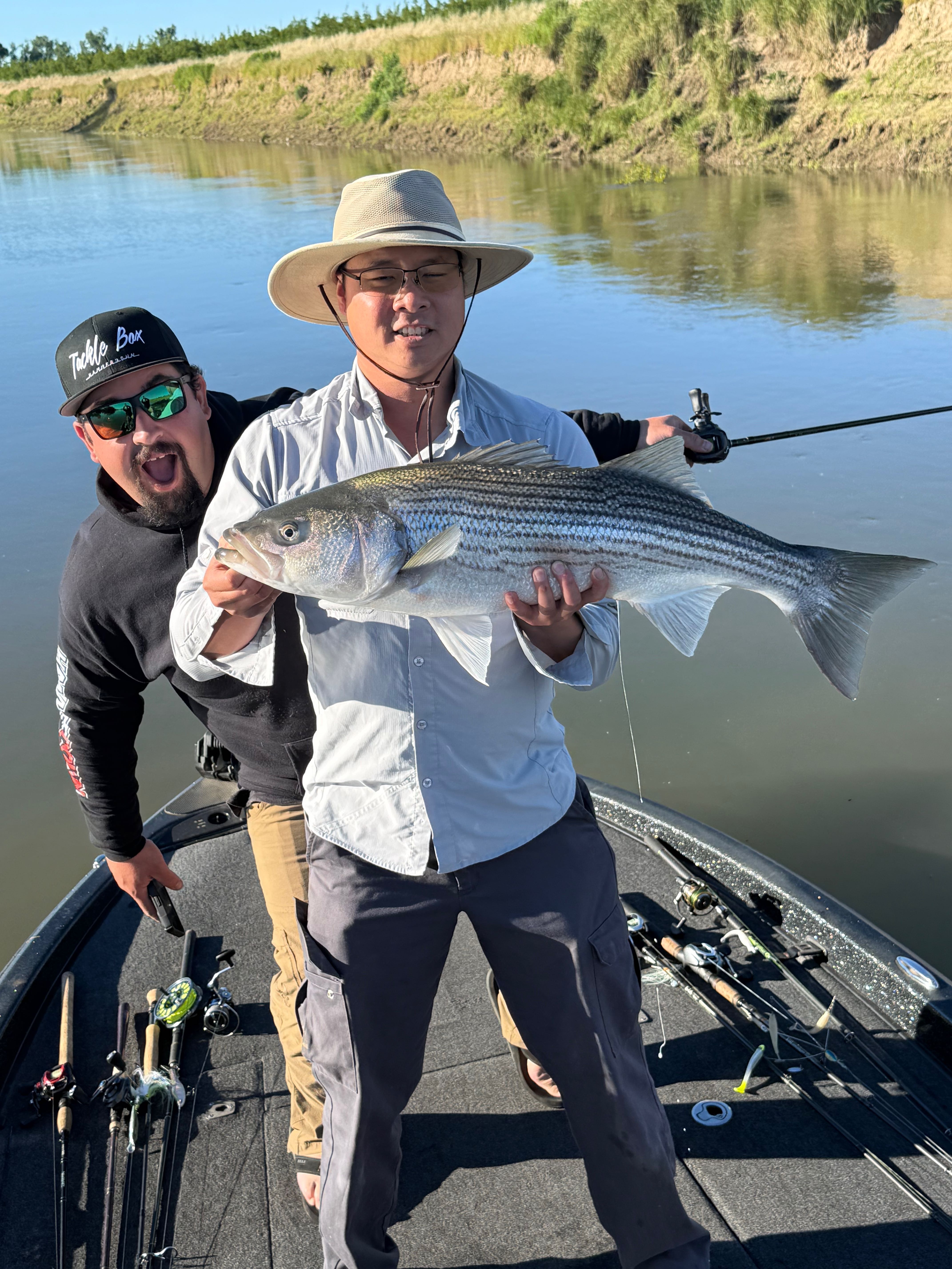 Striped bass caught while fishing in Arbuckle CA displayed on boat