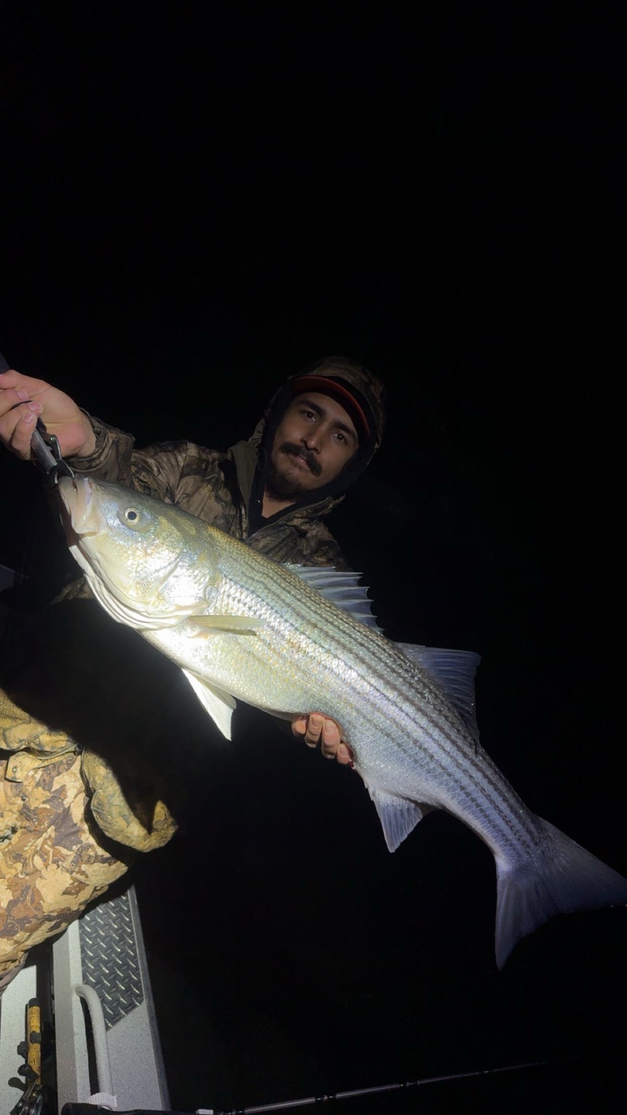Striped bass catch from Arbuckle CA fishing trip at night