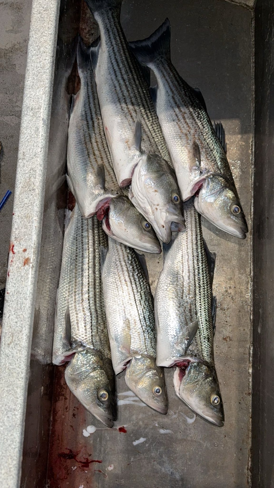 Fresh caught striped bass displayed in cooler from Arbuckle CA fishing trip