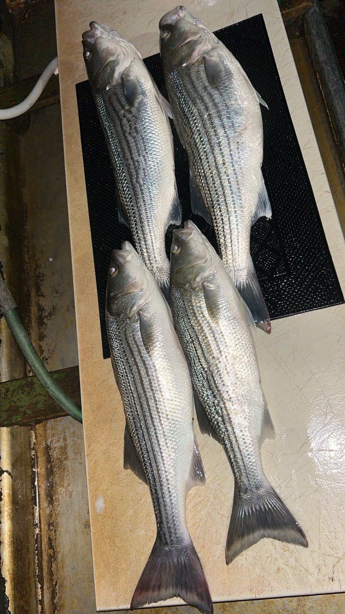 Four striped bass laid out on cutting board after successful fishing trip in Arbuckle CA