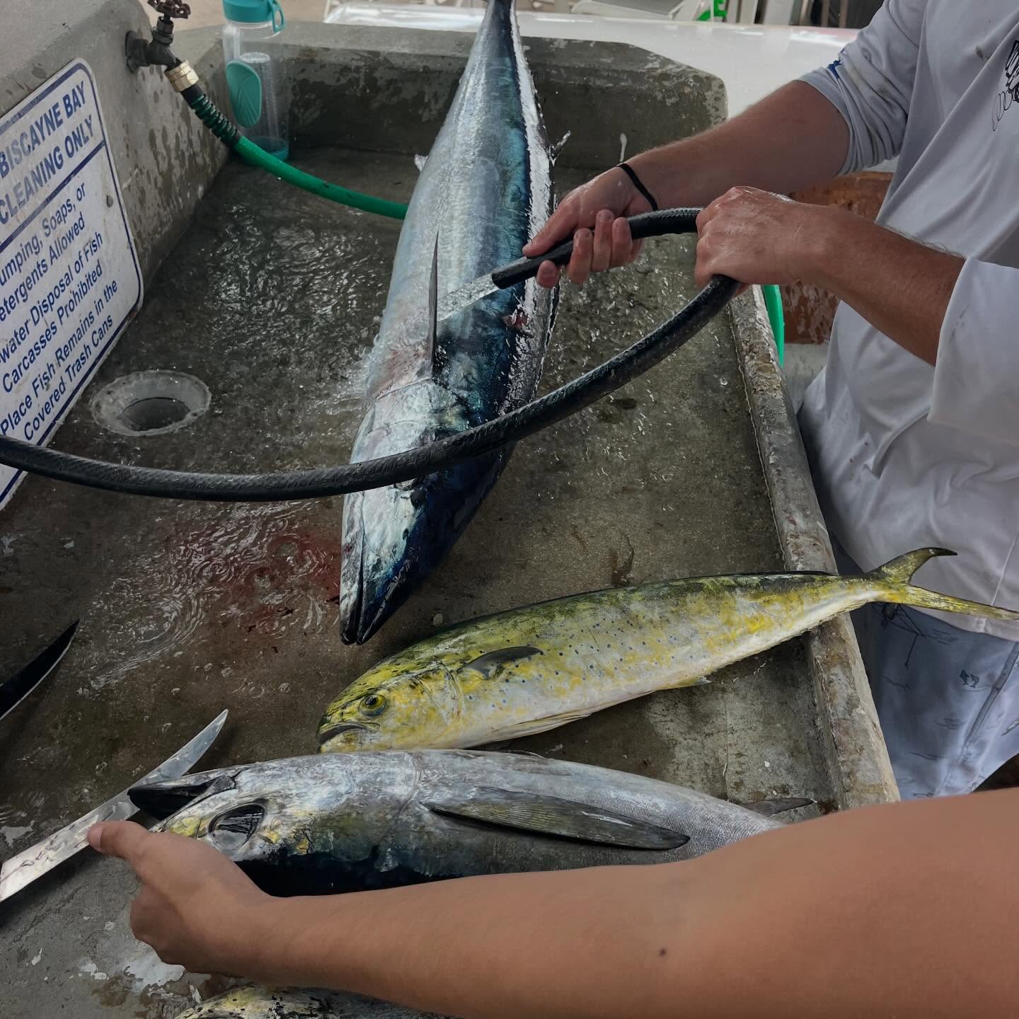 Fresh caught mahi mahi and wahoo fish being cleaned at fish cleaning station in Miami FL