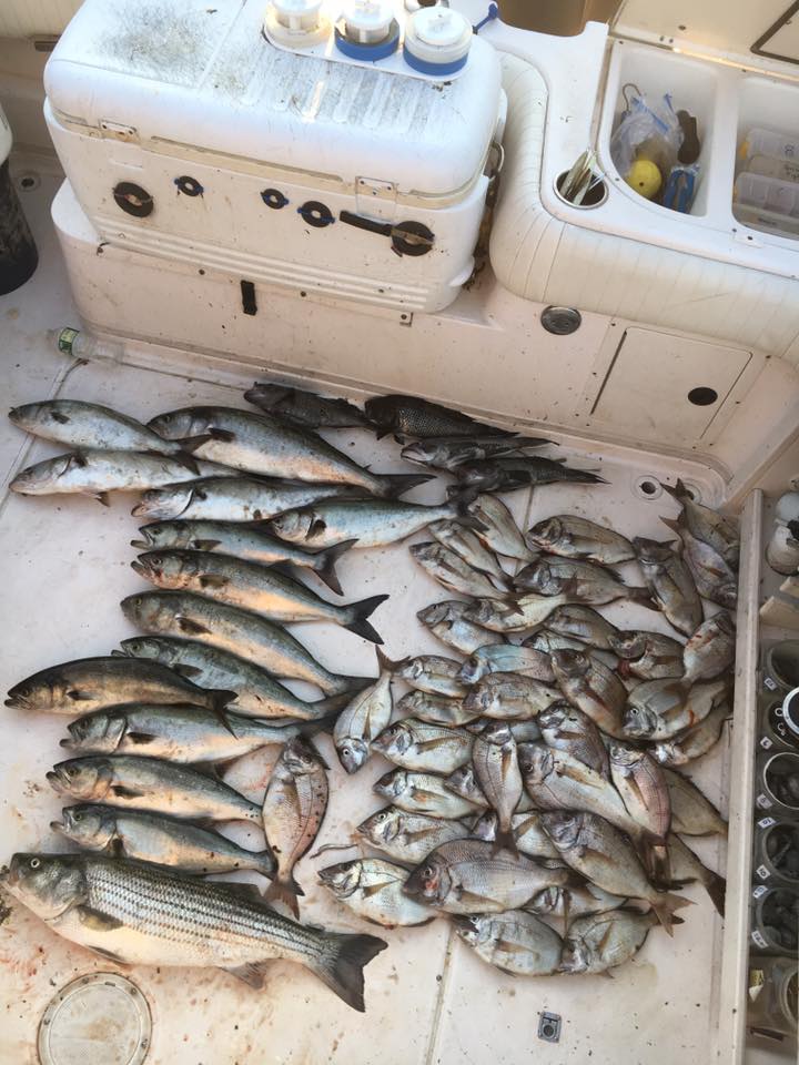 Four striped bass and bluefish caught in East Quogue