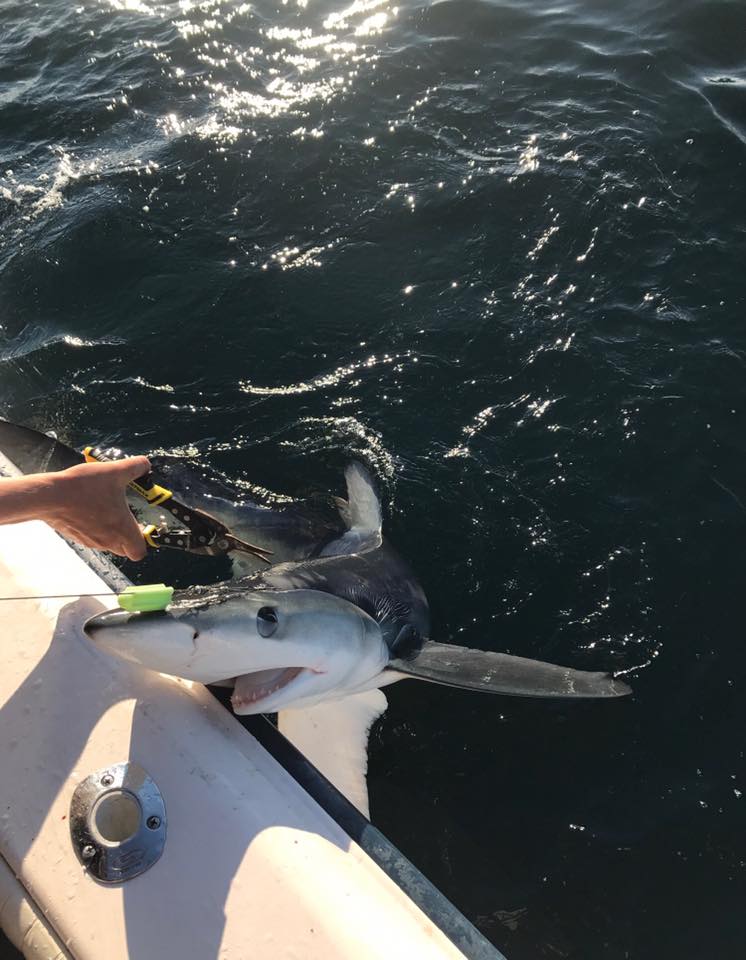 Image of a great white shark in NY