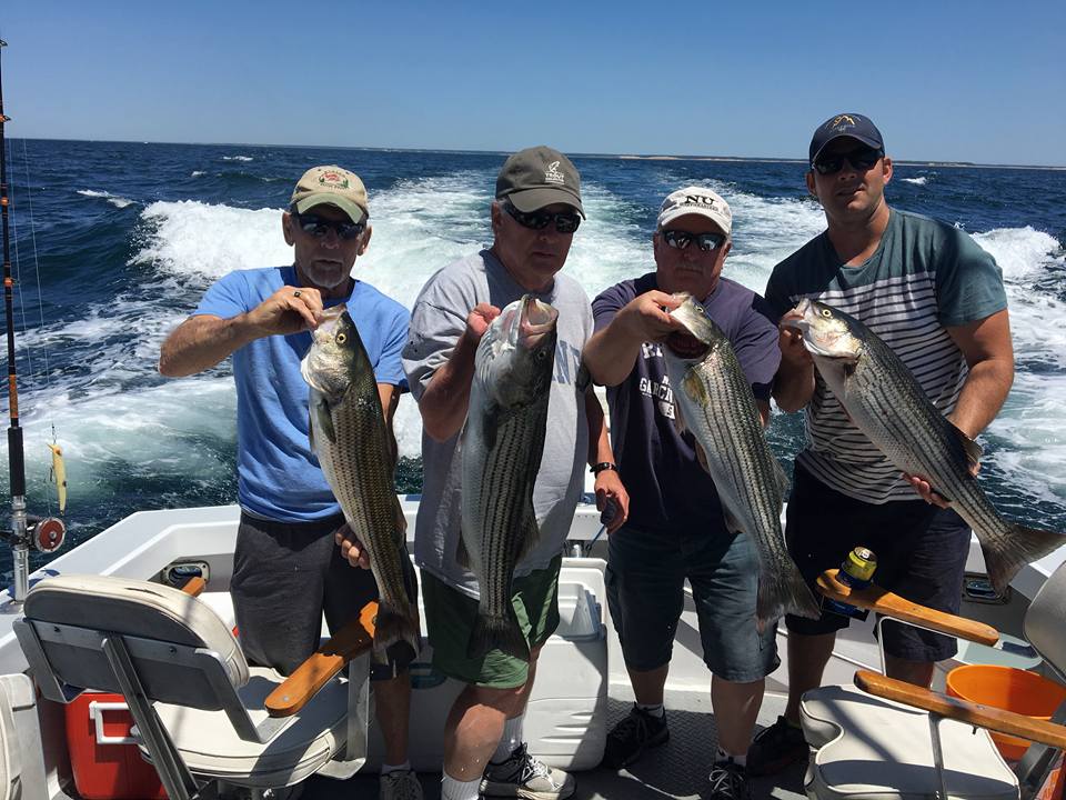 Four striped bass caught fishing in MA