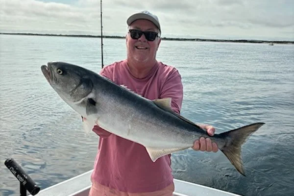 Fisherman with a 31-inch bluefish in Barnstable