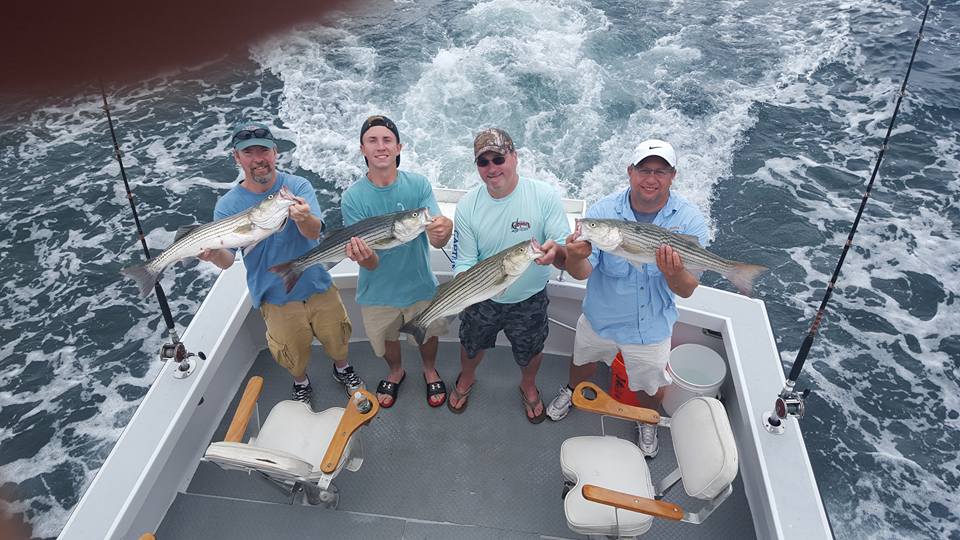Four striped bass caught in Barnstable while fishing