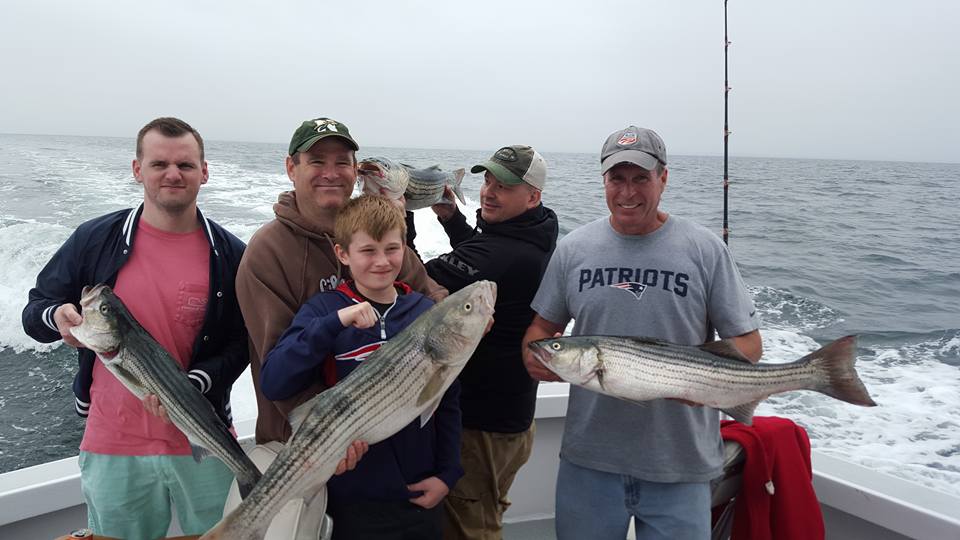 Three striped bass caught while fishing in Barnstable
