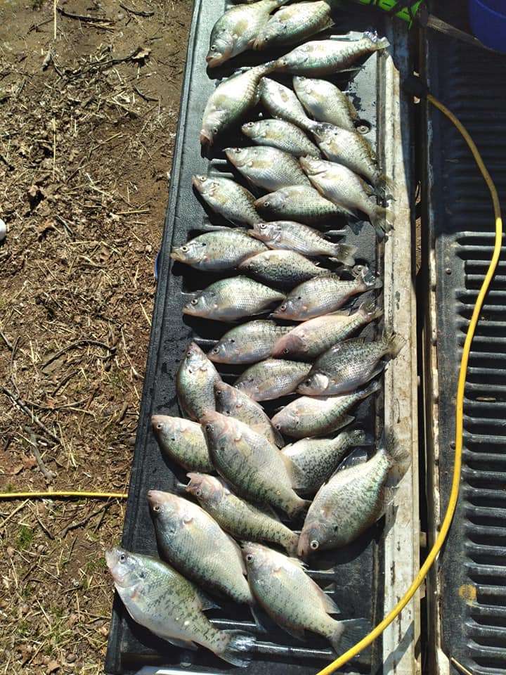 3 fish caught in Checotah