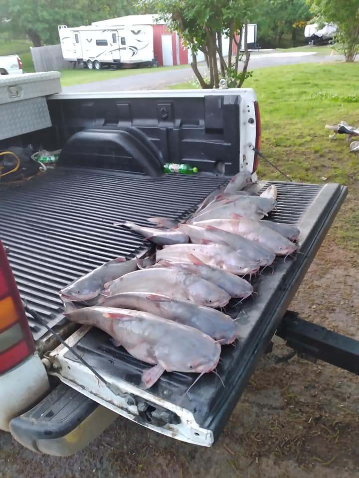 Blue catfish caught in OK