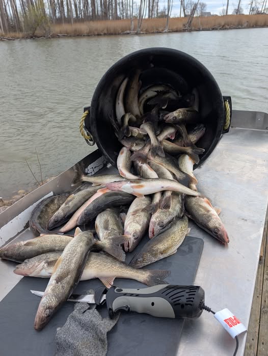 Fresh caught fish displayed in bucket and scattered on boat deck at Port Clinton OH