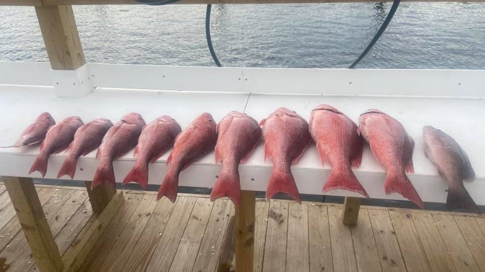 7 fish caught in AL