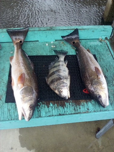 Three fresh caught fish including redfish and black drum displayed on turquoise dock in Belmar NJ