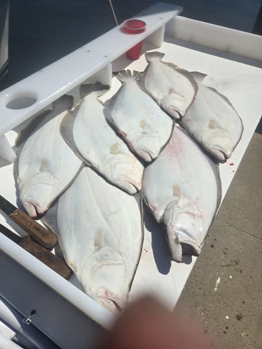 Fresh caught Pacific Halibut laid out in boat cooler after successful fishing trip in Belmar NJ