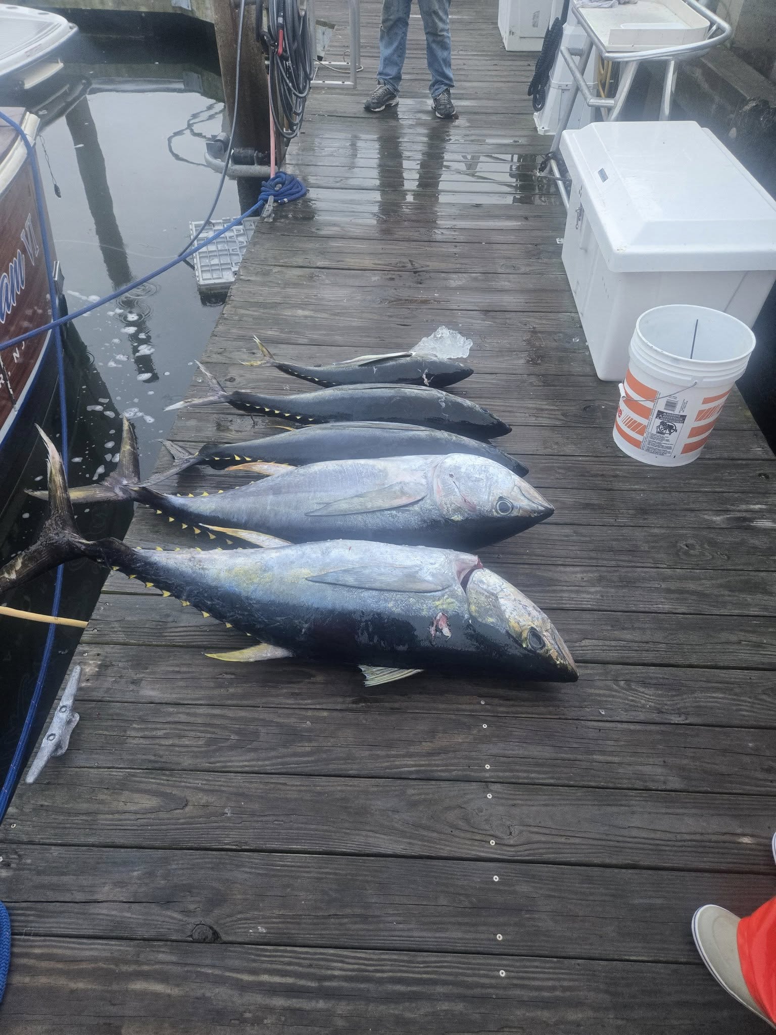 Fresh caught yellowfin tuna lined up on dock in Belmar NJ after successful fishing trip