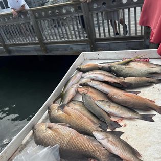Three fish caught in FL during fishing trip
